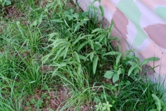 IMG-20190619-WA0003
